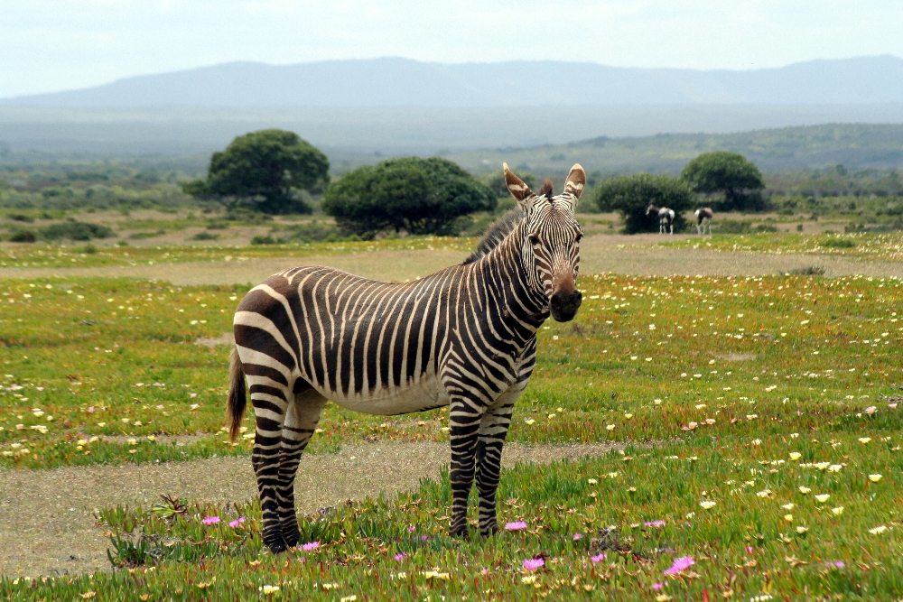 De Hoop Cape mountain zebra