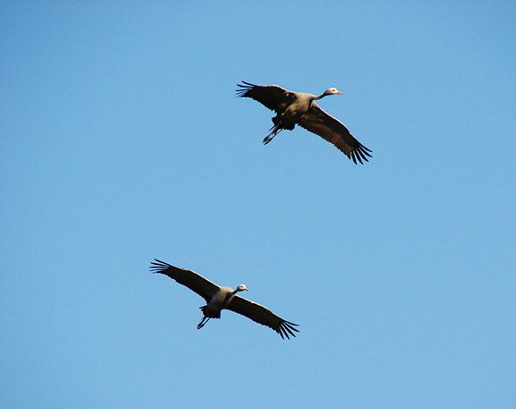 Blue cranes