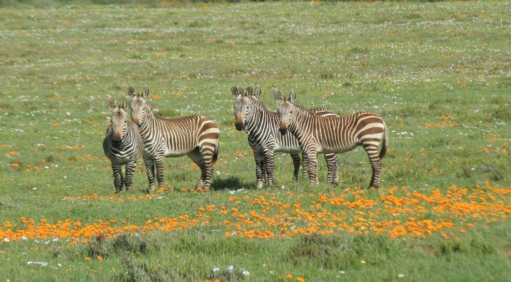 zebras in De Hoop