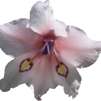Gladiolus rudis