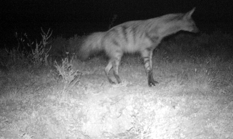 Camera trap Aardwolf