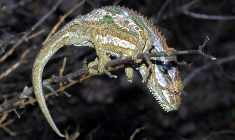 Klein Karoo Dwarf Chameleon