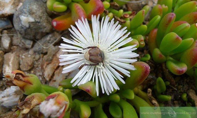 Mesembryanthemum longistylum