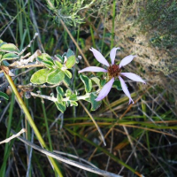 Printzia polifolia