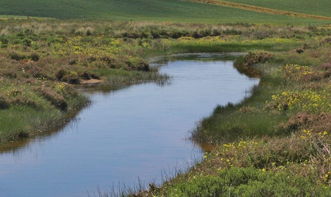 Restoring the Overberg’s Watercourses: Beginnings of a New Project