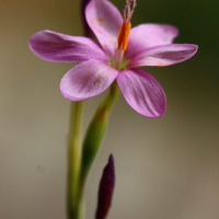 oren_flower1