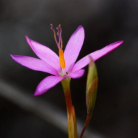 oren_flower3