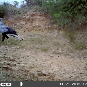 Secretarybird