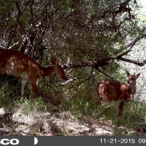 Bushbuck