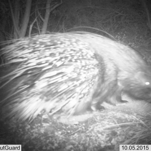 Porcupine