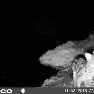 Large-spotted Genet