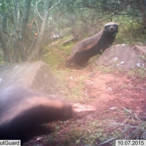 Honey Badger
