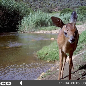 Cape Grysbok