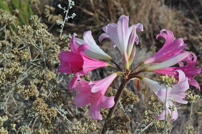 March Lily, Amaryllis belladonna