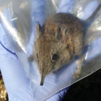 Elephantulus edwardii (Cape Rock Sengi)