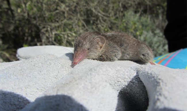 Suncus-varilla-(Lesser-dwarf-shrew)