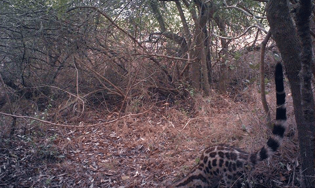Large-spotted Genet 
