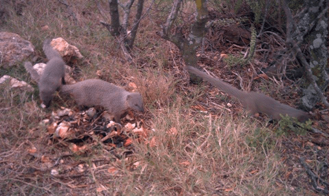 Cape Grey Mongoose