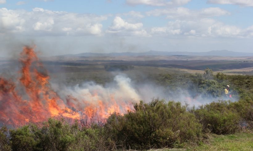 An Ecological Control Burn at Haarwegskloof Renosterveld Reserve