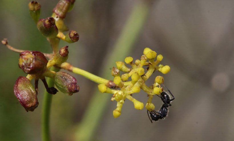 Another new species discovered by the Overberg  Renosterveld Conservation Trust