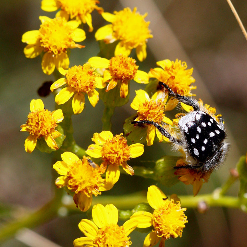 Pollination: Spring in the Overberg