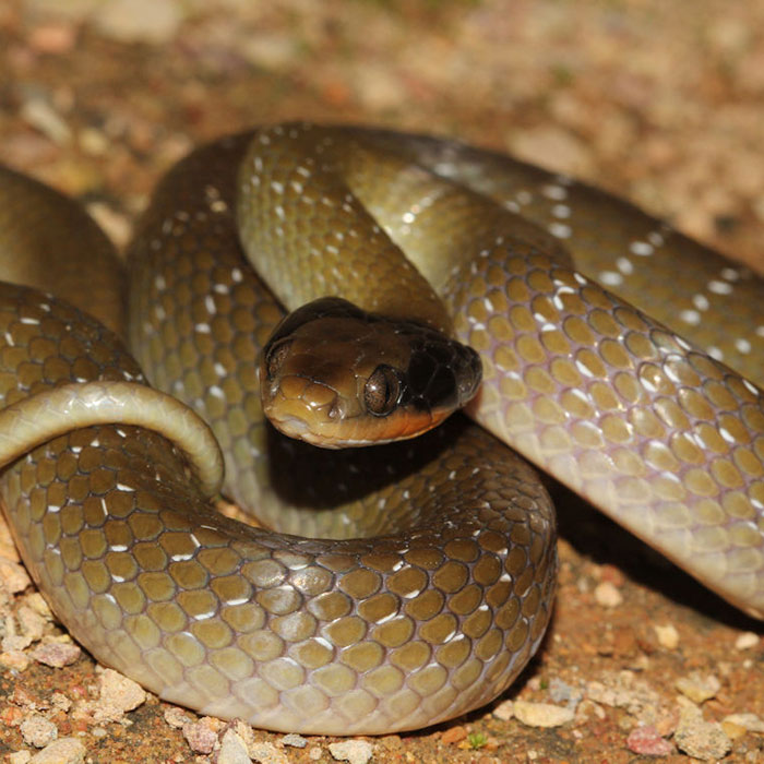 Red-lipped-Herald-Snake1