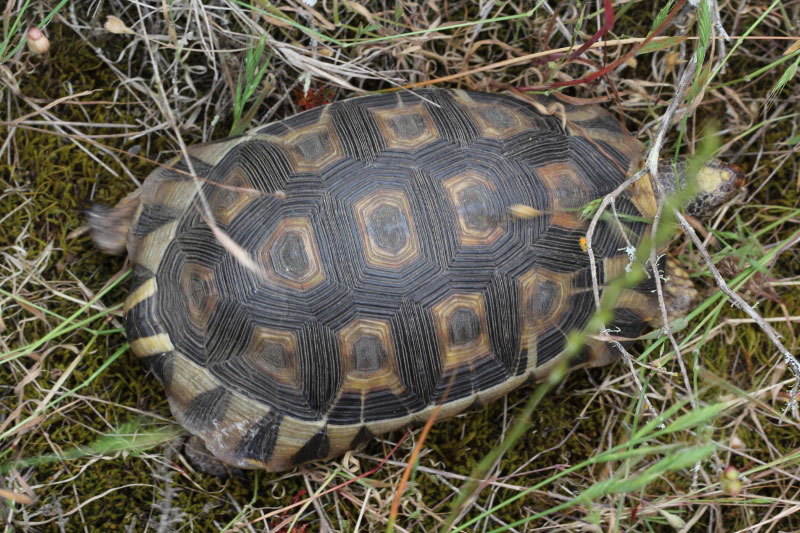 g1-Angulate-tortoise