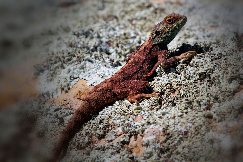 g11-Southern-Rock-Agama