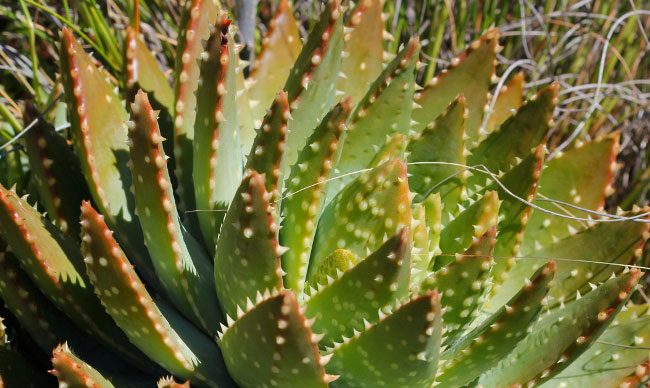 Aloe-brevifolia-depressa