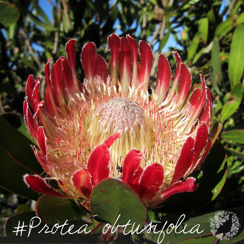 Protea-obtusifolia-w