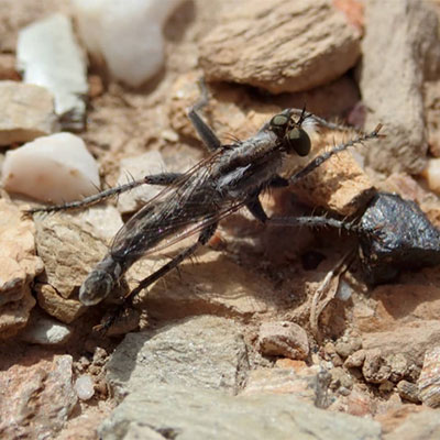 Robber-fly-w