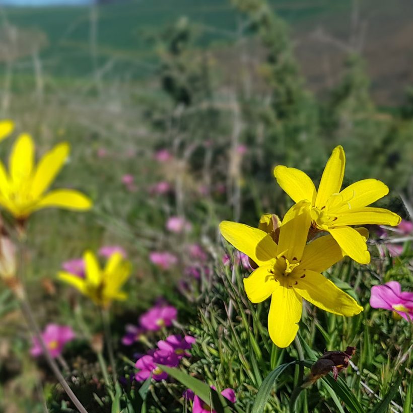 Piece by Piece: Impacts of Fragmentation in Overberg Renosterveld