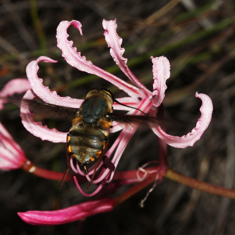 Past, Present, Future: Advances in Pollination Biology in Overberg Renosterveld
