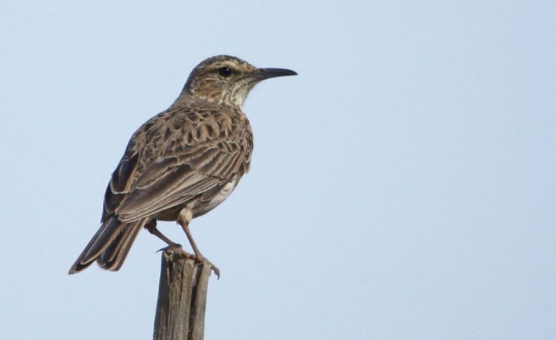 This Overberg Lark has surprised the researchers