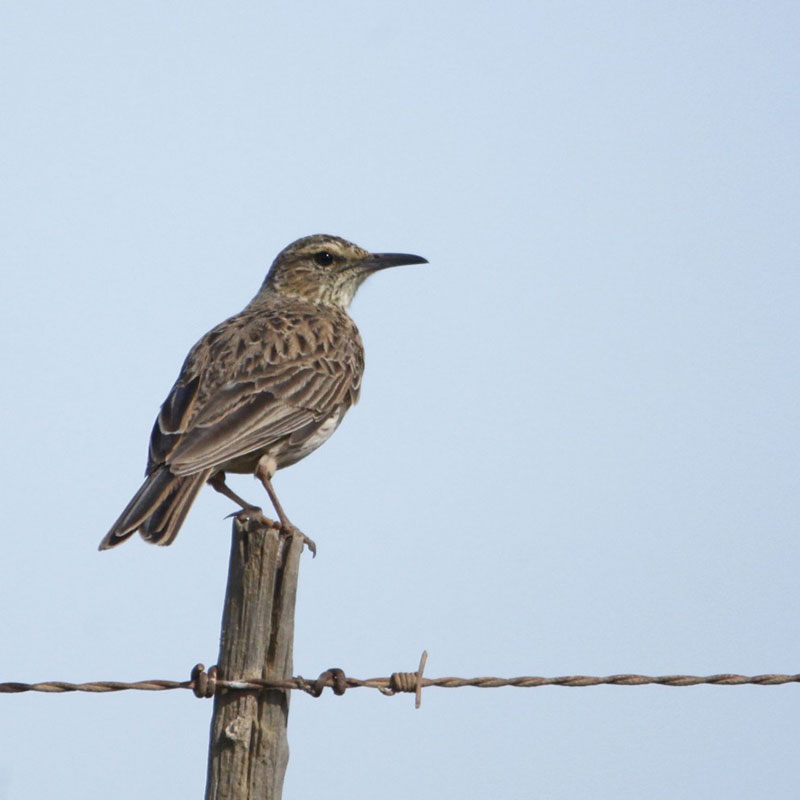 This Overberg Lark has surprised the researchers