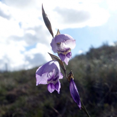 Gladiolus HWK Instagram