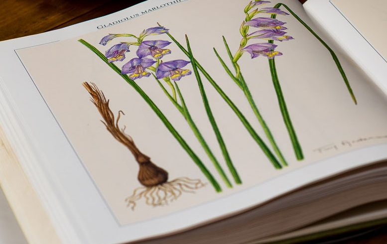 Volunteers needed for the creation of the first Renosterveld Herbarium