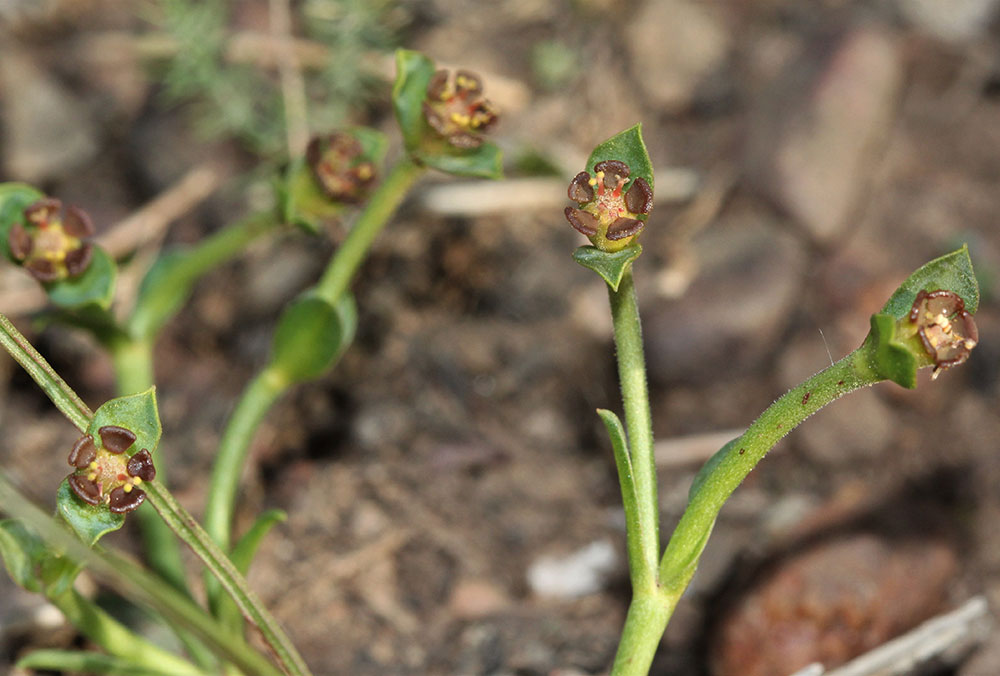 Euphorbia-selinifolia