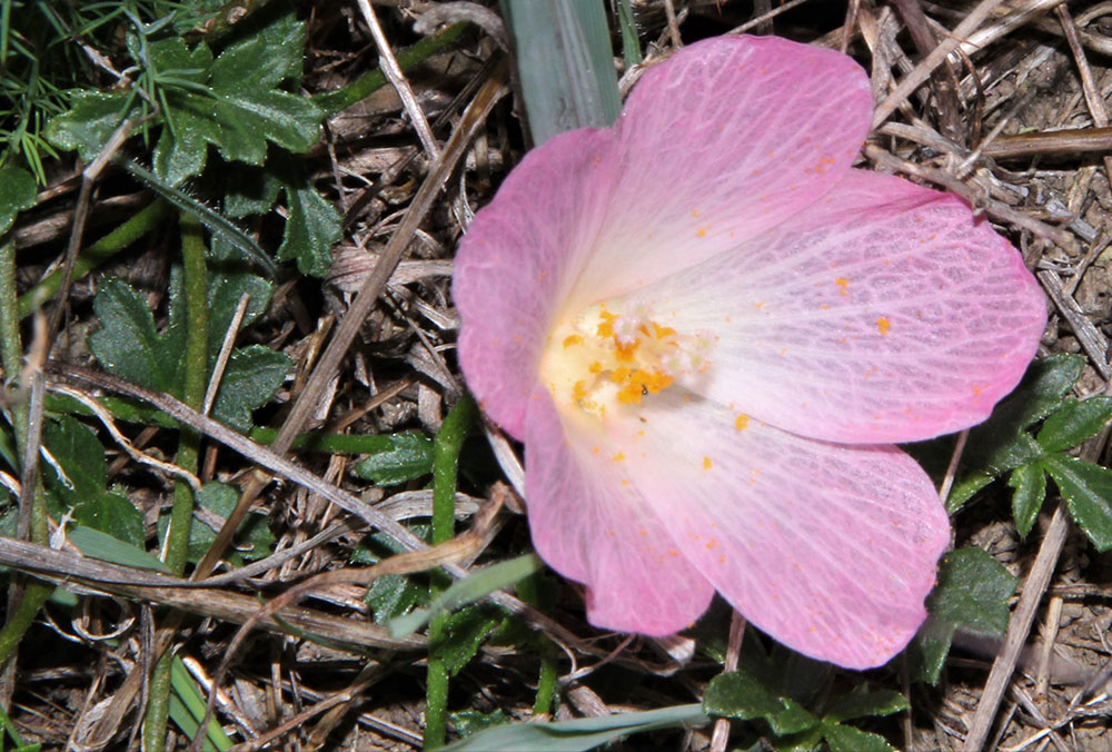 Hibiscus-pusilis