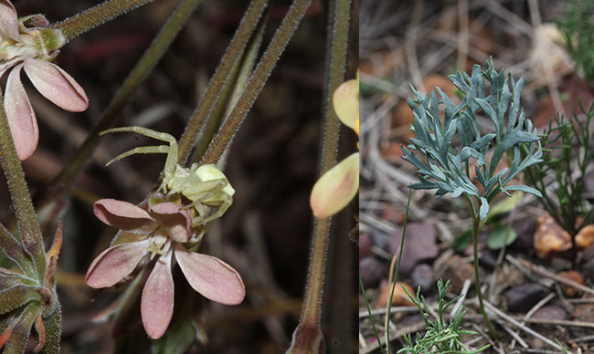 Pelargonium-pilansii