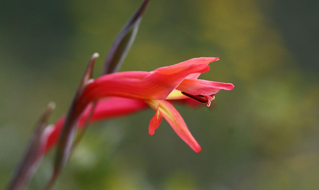 Gladiolus-vandermwerwei