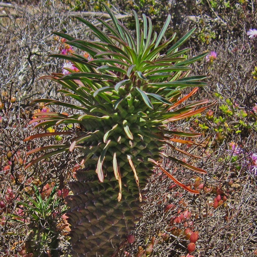 Euphorbia-clandestina
