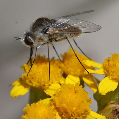 Bee Fly Bee Fly