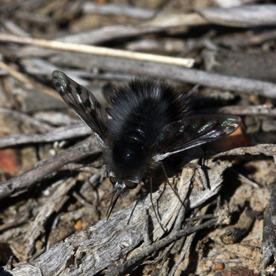 Bombyliidae Bee fly Bombyliidae Bee fly