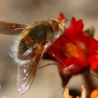 Bee Fly Geophytic Drosanthemum