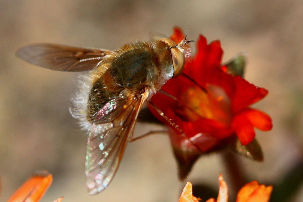 Bee-Fly_Geophytic-Drosanthemum2