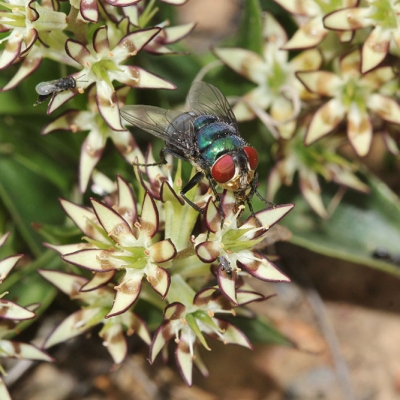Bluebottle Fly pollinating Colchicum variabilis Bluebottle Fly pollinating Colchicum variabilis