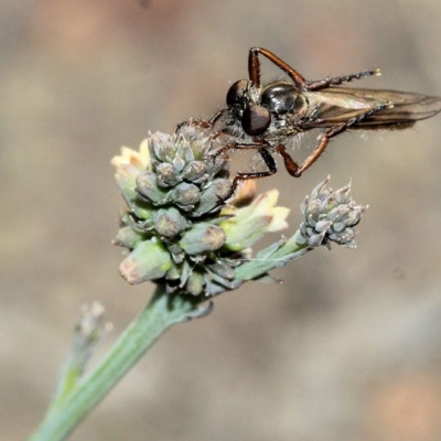 Dung fly pollinating Thesium