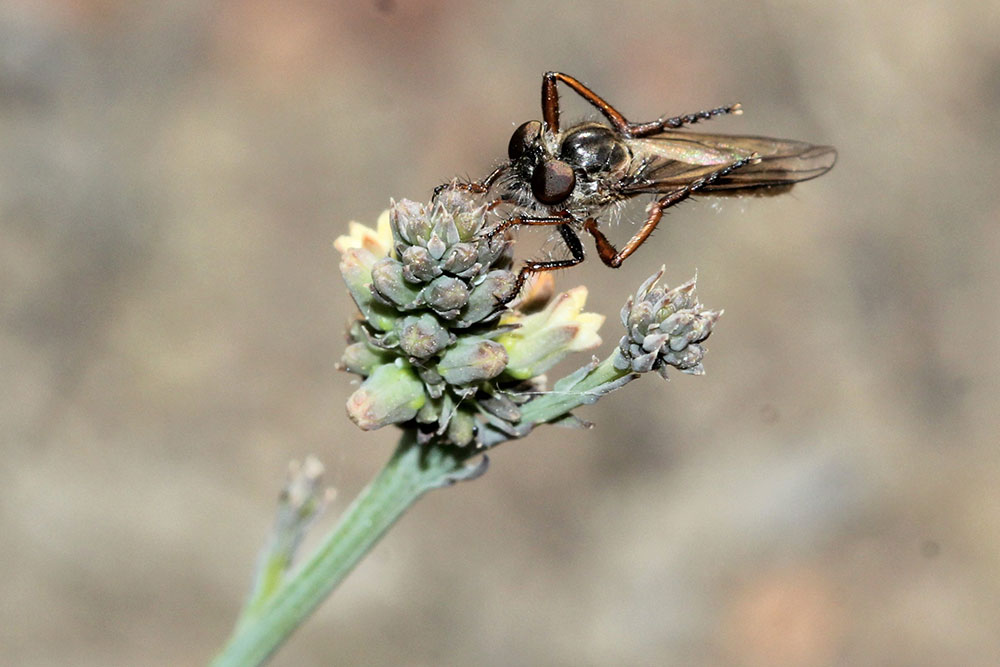 Dung fly pollinating Thesium
