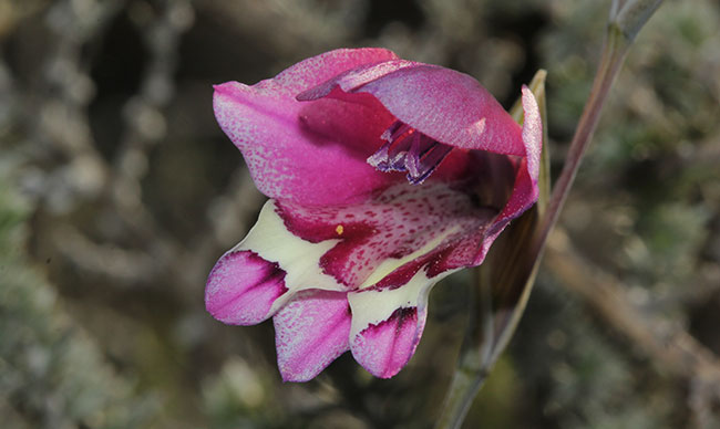 Gladiolus-patersoniae